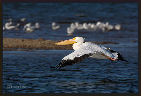 White Pelican, (Pelecanus erythrorhynchos), Landing